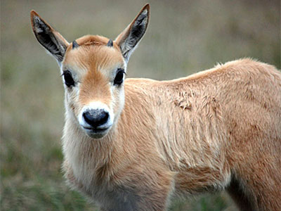 Unicorns? Not quite. <br>Meet the Arabian Oryx babies