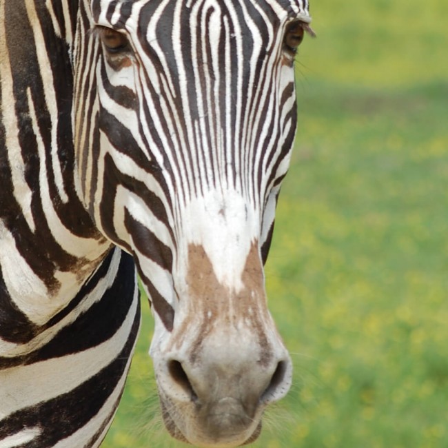 Zebra