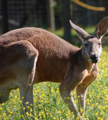 Kangaroos