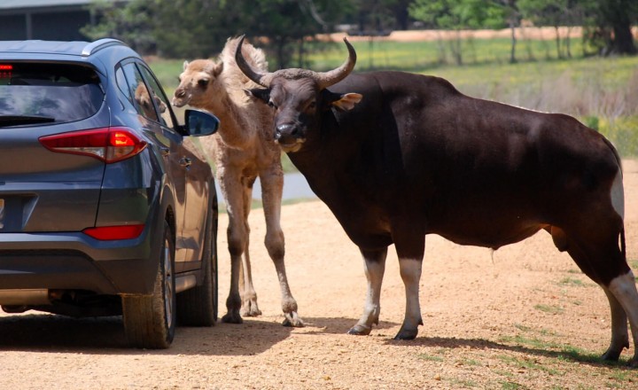 Safari Drive-Thru 