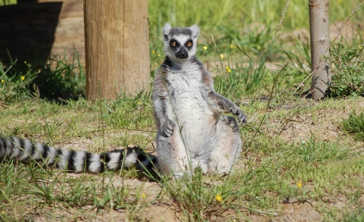 Lemur