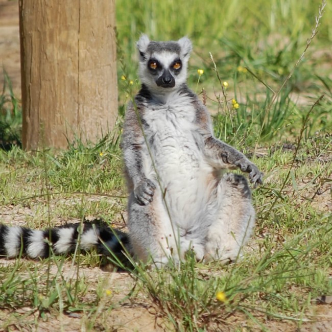 Lemur