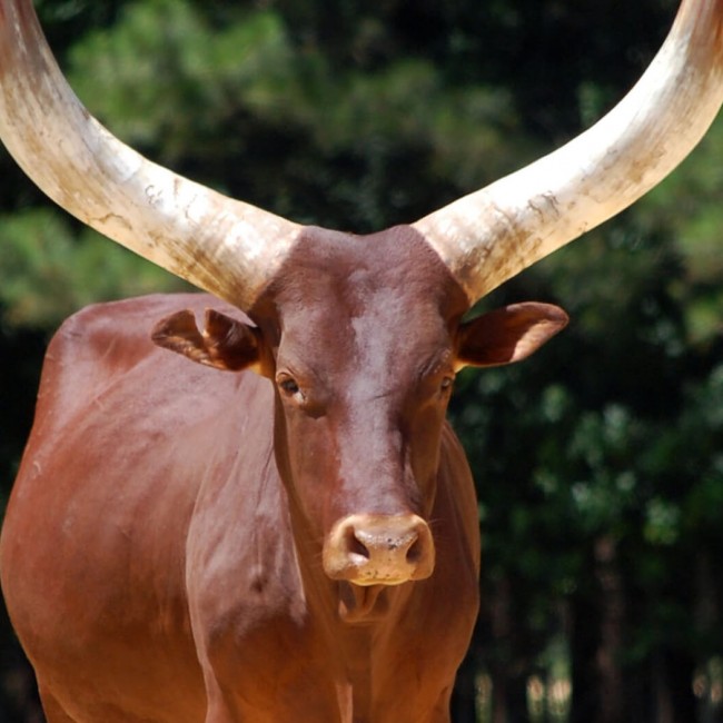 Watusi