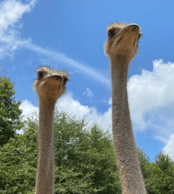 Ostriches