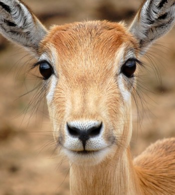 Antelope