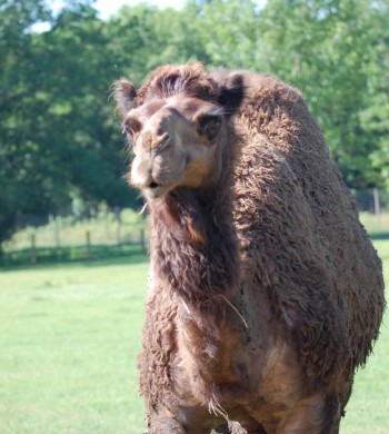 Dromedary Camels