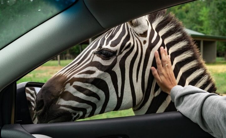 Safari Drive-Thru