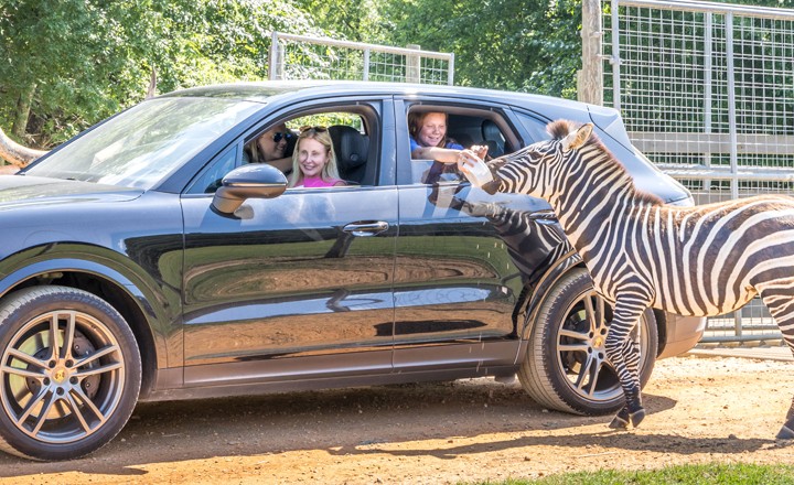 Safari Drive-Thru